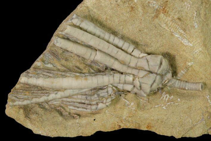 Two Fossil Crinoids (Scytalocrinus) - Indiana #149009